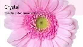  Presentation with gerbera daisy pink flower - PPT theme with pink gerbera flower head isolated background and a lemonade colored foreground