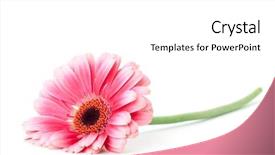  Presentation with pink white - Presentation theme enhanced with pink gerbera flower isolated background and a white colored foreground