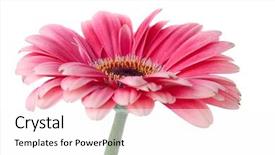  Presentation with pink white - Cool new slides with pink gerbera flower on stem backdrop and a white colored foreground