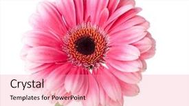  Presentation with gerbera daisy pink flower - Colorful presentation design enhanced with pink gerbera flower on stem backdrop and a coral colored foreground
