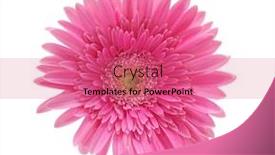  Presentation with pink white - Cool new PPT theme with pink-gerbera-flower-on-white backdrop and a coral colored foreground