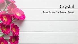  Presentation with pink white - PPT layouts enhanced with pink gerbera flowers on white background and a white colored foreground