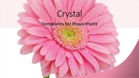  Presentation with pink white - Slide deck having pink gerbera isolated on white background and a coral colored foreground