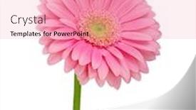  Presentation with pink white - Colorful presentation design enhanced with pink-gerbera-isolated-on-white and a  colored foreground
