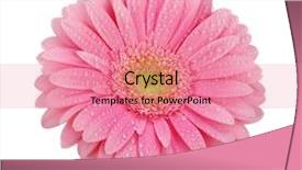  Presentation with pink and white balloons - Presentation theme featuring pink gerbera isolated on white background and a coral colored foreground