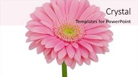  Presentation with pink white - Amazing PPT layouts having pink gerbera isolated on white backdrop and a  colored foreground
