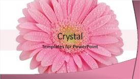  Presentation with pink and white roses country - Slide deck with pink gerbera isolated on white background and a coral colored foreground