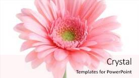  Presentation with pink and white balloons - PPT theme enhanced with pink gerbera isolated on white background and a lemonade colored foreground