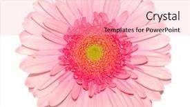  Presentation with daisy - Beautiful PPT theme featuring pink gerbera backdrop and a lemonade colored foreground