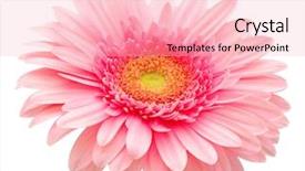  Presentation with pink - Cool new theme with pink gerbera backdrop and a lemonade colored foreground