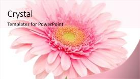  Presentation with daisy - Beautiful slide deck featuring pink gerbera backdrop and a lemonade colored foreground