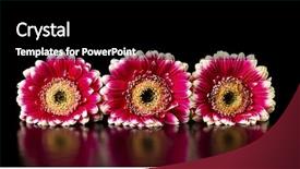  Presentation with pink black - Cool new slides with pink gerberas on a black background backdrop and a black colored foreground
