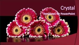  Presentation with pink black - Audience pleasing PPT layouts consisting of pink gerberas on a black background backdrop and a violet colored foreground