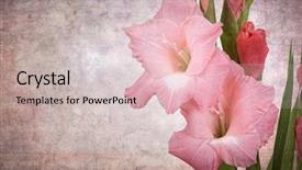  Presentation with effect - Slide deck featuring pink gladioli closeup vintage effect background with space for text background and a soft green colored foreground