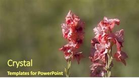  Presentation with pink green - Slide set enhanced with pink gladiolus in garden blur background and a tawny brown colored foreground