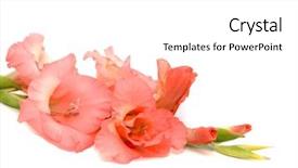  Presentation with pink white - Presentation theme enhanced with pink gladiolus on white background background and a white colored foreground