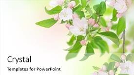  Presentation with green apple - PPT theme enhanced with pink green - apple spring flowers blossom design background and a white colored foreground