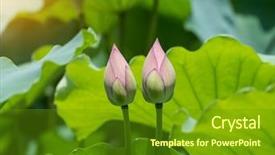  Presentation with lotus flower - Audience pleasing PPT layouts consisting of pink green - blooming lotus flower backdrop and a tawny brown colored foreground