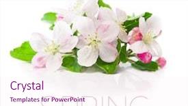  Presentation with green apple - Amazing slide deck having pink green - closeup of apple blossoms backdrop and a sky blue colored foreground