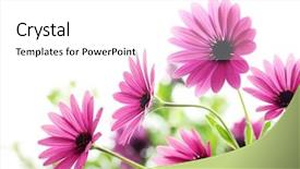  Presentation with daisy - Cool new PPT theme with logistics - quality failed - faulty product backdrop and a lemonade colored foreground.