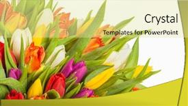  Presentation with tulip drops - Cool new slide set with pink green - colorful bouquet of fresh spring backdrop and a blonde colored foreground