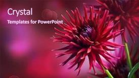  Presentation with pink black - PPT theme having pink green - dahlia autumn flower design background and a tawny brown colored foreground