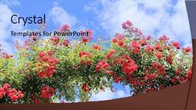  Presentation with blue rose - PPT layouts consisting of pink green - rose arch in the garden background and a light blue colored foreground