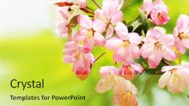  Presentation with blur - Audience pleasing PPT theme consisting of pink green - spring blossom with soft blur backdrop and a yellow colored foreground