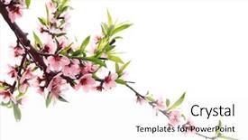  Presentation with wedding peach - Audience pleasing PPT theme consisting of pink green - spring peach blossom isolated backdrop and a white colored foreground