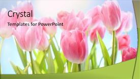  Presentation with sky sun - Colorful theme enhanced with pink green - tulips flowers on blue sky backdrop and a lemonade colored foreground