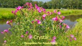  Presentation with pink - Presentation with pink-hairy-willowherb-near background and a tawny brown colored foreground