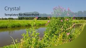  Presentation with pink - Cool new presentation theme with pink-hairy-willowherb-near backdrop and a light blue colored foreground
