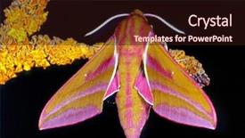  Presentation with pink black - Slides enhanced with pink hawk moth deilephila elpenor background and a  colored foreground