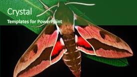  Presentation with hawk - Cool new slides with pink hawk moth deilephila elpenor backdrop and a  colored foreground