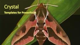  Presentation with hawk - Theme enhanced with pink hawk moth deilephila elpenor background and a  colored foreground