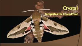  Presentation with hawk - Slide deck consisting of pink hawk moth deilephila elpenor background and a  colored foreground