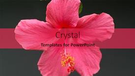 Presentation with hibiscus - PPT layouts featuring pink-hibiscus-against-dark-background background and a red colored foreground