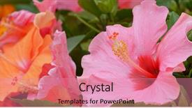  Presentation with hibiscus flower - Cool new PPT theme with pink hibiscus flower field backdrop and a coral colored foreground