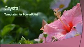  Presentation with hibiscus flower - Slide set enhanced with pink hibiscus flower background and a tawny brown colored foreground