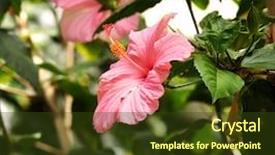  Presentation with tropical flowers - PPT layouts featuring pink hibiscus flowers background and a tawny brown colored foreground