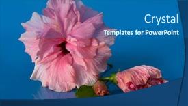  Presentation with blue pink - Slides having pink-hibiscus-on-blue-background background and a ocean colored foreground