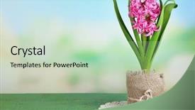  Presentation with water color - Slide deck featuring pink hyacinth flower in pot background and a soft green colored foreground