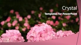  Presentation with border pink - PPT layouts enhanced with pink-hydrangea-border background and a black colored foreground