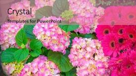  Presentation with hydrangea - Colorful slide deck enhanced with pink hydrangea bush - flowers backdrop and a coral colored foreground