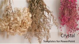  Presentation with flower and perfume - Beautiful PPT theme featuring pink hydrangea bush - hanging up dry flower backdrop and a coral colored foreground