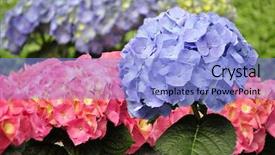  Presentation with hydrangea - Theme with pink hydrangea bush - spring flowers background and a light blue colored foreground
