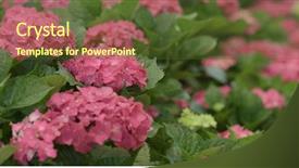  Presentation with hydrangea - Colorful slides enhanced with pink hydrangea flower farm backdrop and a tawny brown colored foreground
