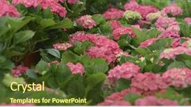  Presentation with hydrangea - Slide set with pink hydrangea flower field background and a tawny brown colored foreground