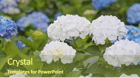  Presentation with hydrangea - PPT layouts enhanced with pink hydrangea flower field background and a tawny brown colored foreground