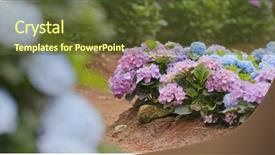  Presentation with hydrangea - PPT theme consisting of pink hydrangea flower field background and a tawny brown colored foreground